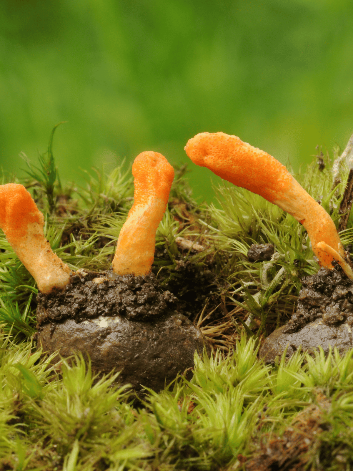 Cordyceps Mushroom Benefits