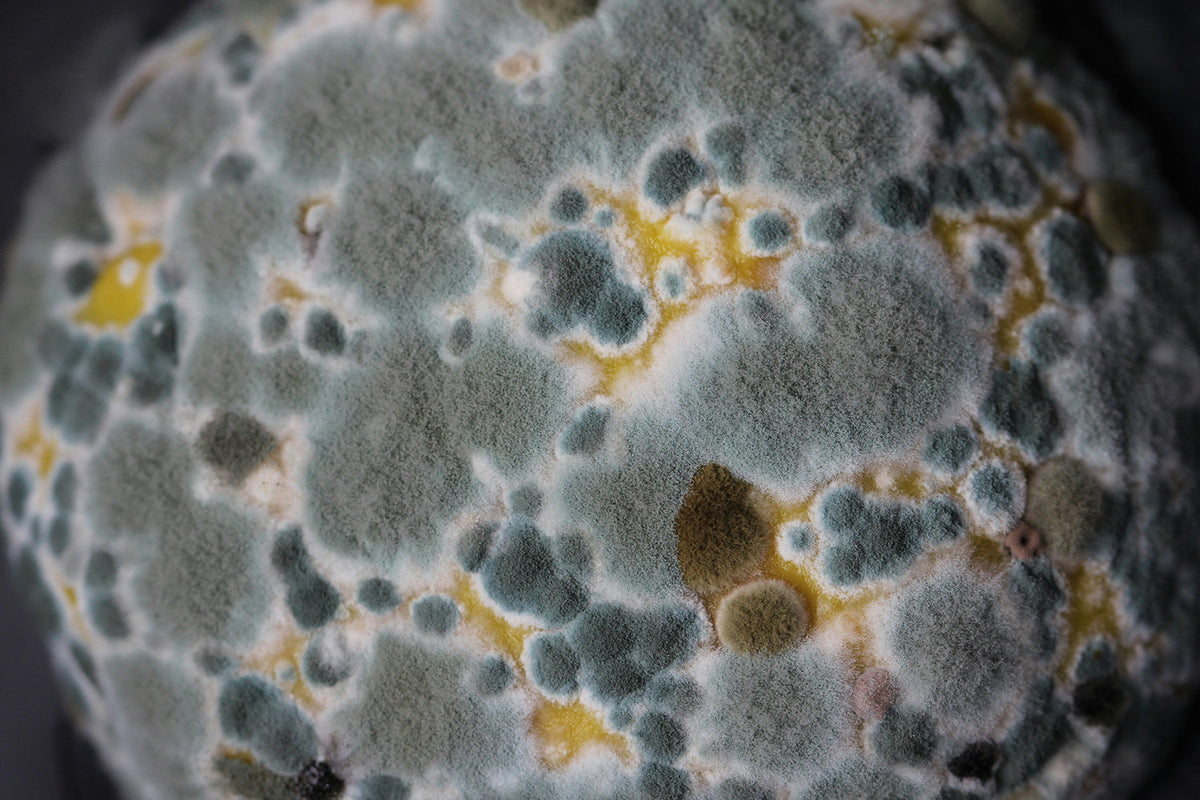 Is mould affecting your energy, skin or sinuses? You’re not alone.